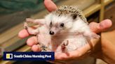 Prickly business: group scraps hedgehog adoption as Hong Kong’s rules hit hard