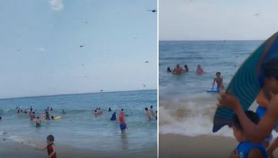 Beachgoers scream, run for cover as thousands of dragonflies swarm them