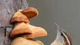 Tiny bird, big voice: Carolina wren sings a distinctive tune