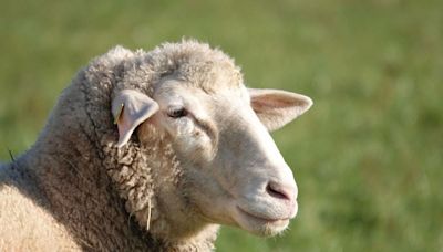 Two sheep found dead near public footpath in North Yorkshire