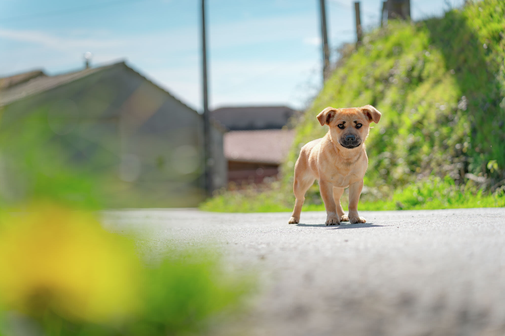 New tech helps Midland find lost pets with Petco Love Lost