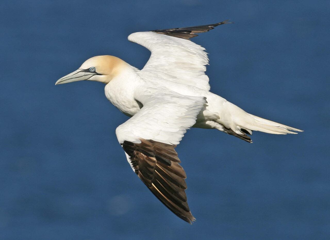 Gannet population showing signs of recovery following avian flu die-off, researchers say