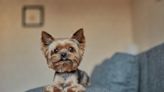 50 Yorkie Dog Names Perfect for Small Pups