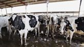 Bird Flu Is Spreading in Cows. Could It Cause Another Pandemic?