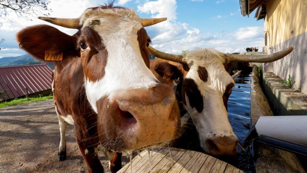 Denmark rolls out plans for world’s first carbon tax on livestock