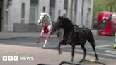 Watch: Runaway horses filmed racing through central London