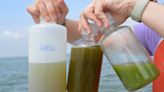 Are Lake Erie's algae blooms home to the next pharmaceutical drug? Some scientists think so.