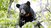 Louisiana re-establishes black bear hunting season