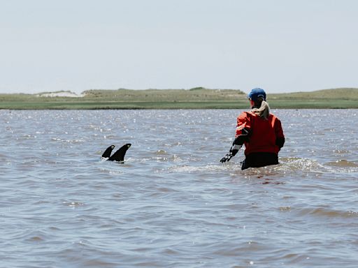 Up to 125 Atlantic white-sided dolphins stranded in Cape Cod waters