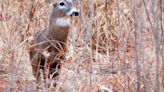 Registration for Missouri Department of Conservation managed deer hunts open July 1