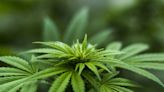 Study presents strategy to stamp out illicit market for cannabis amid wave of policy shifts in North America