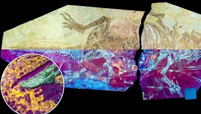 Descubren un "eslabón perdido" entre los dinosaurios y las aves: una especie con plumas y escamas al mismo tiempo