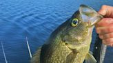 Cool waters helping to pick up bite, numbers for speckled perch