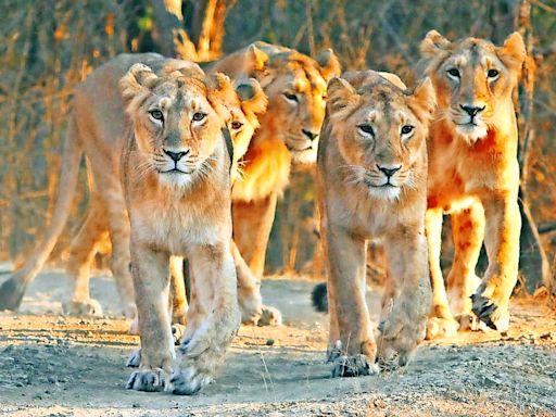 Train runs over Asiatic lion, first death this monsoon