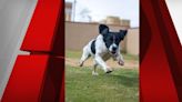 Las Vegas police K9 dies after medical episode