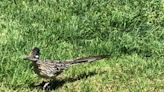 Fast & furtive: Roadrunners, turkeys are resident speedsters