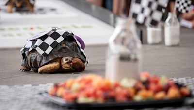 Tortoise Helio takes the win in the 45th Zoopolis 500