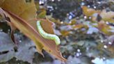 Fall cankerworms drop from leaves onto homes, cars and people in southwestern Pa.