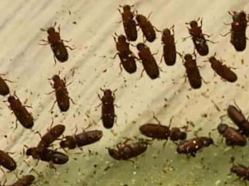 esidents suffer sleepless nights, eye and respiratory infection, as Red Flour Beetles from FCI godown swarm houses