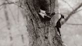 The ivory-billed woodpecker will not be listed as extinct — for now