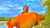 Brit Catches One Of World's Biggest Goldfish In French Lake