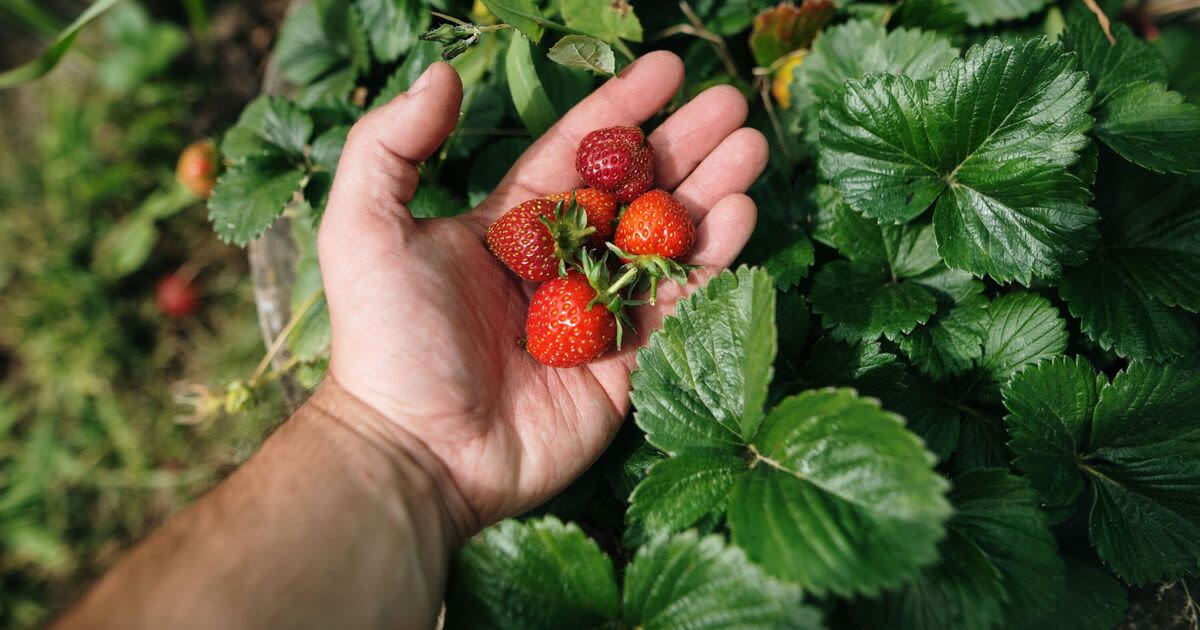 Stop strawberries from rotting in garden by avoiding 'biggest mistake'