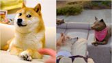 Meme圖日本柴犬kabosu離世 生前短片勁催淚：最後一次散步