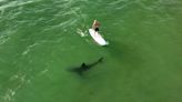 How common are shark encounters in California? New research uses drone video to find out