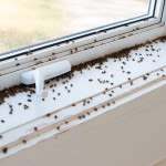 Solved! What Are the Tiny Black Bugs in My House Near the Window?