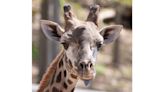 6-Year-Old Giraffe Dies at New York Zoo After Getting Caught in His Enclosure's Gate