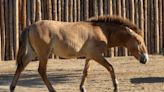 Cloned endangered horse ‘thriving’ at San Diego Safari Park