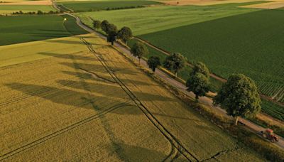 La cosecha de trigo francesa se deteriora a mínimos de temporada mientras continúan las lluvias