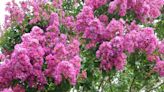 How to select and grow crape myrtle trees | CNN