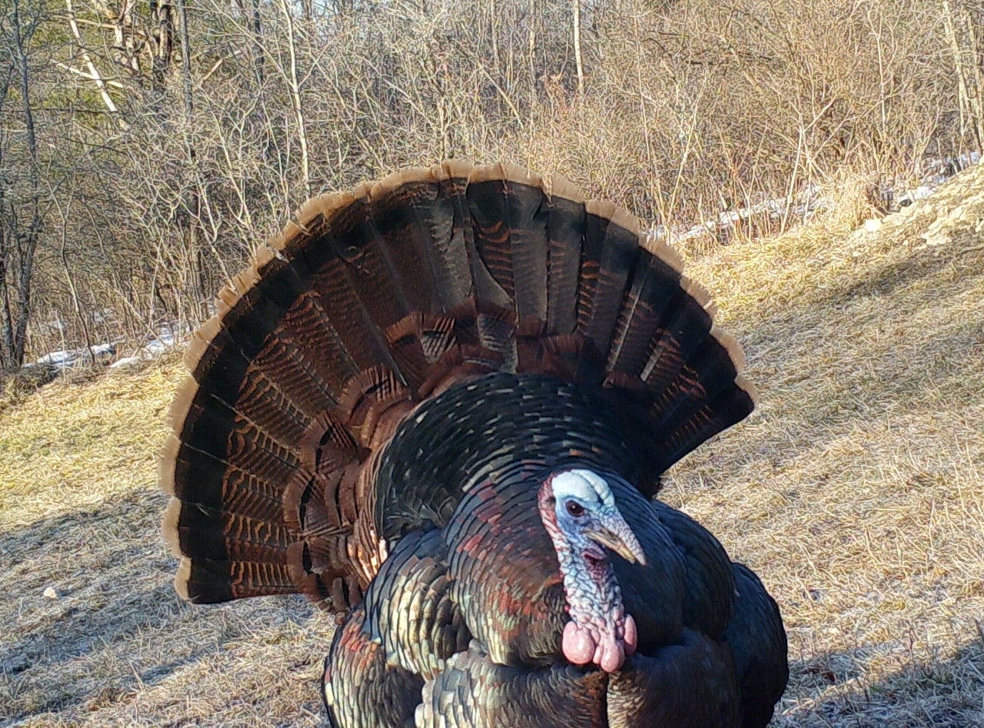 An old tom leaves turkey hunters empty-handed again: Outdoors column