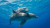 Electric feel: Scientists confirm bottlenose dolphins can sense electrical fields