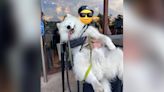 Happy Samoyed Puppy Relaxes with His Owner Outside a Starbucks Coffee Shop - Good Times