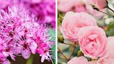 10 Plants You Should Never Grow Together, According to Experts