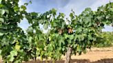 ASAJA advierte: el precio pactado por la uva destinada a vino tiene que cobrarse en treinta días