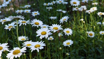 Hardy perennials planted this spring will bring color well into the fall