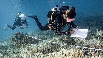 El auge del submarinismo para salvar los arrecifes de coral