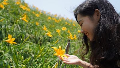 花壇虎山巖開滿金針花 母親節假期來享受金黃花海