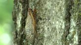 Cicadas could threaten survival rate of trees, experts warn