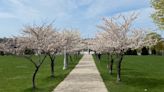 Cherry blossom trees close to blooming across Hamilton, Burlington and Niagara Region - Hamilton | Globalnews.ca