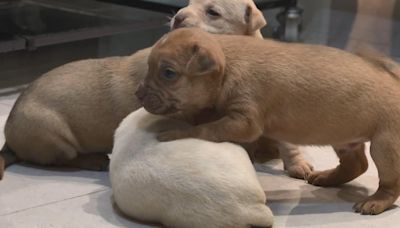 獸醫遭控幫毛孩結紮2次還生5狗 飼主：超傻眼