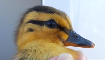 Duck sanctuary seeks donations, fosters after hundreds of balut eggs hatch