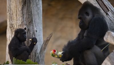 Baby gorilla born at Detroit zoo for first time in zoo's history