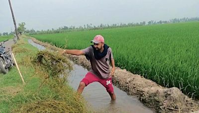 Canal water revives parched fields in 3 districts of Punjab