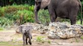 Disney Hopes Its 'Curious, Confident' Baby Elephant Will Inspire Visitors to Help the Species