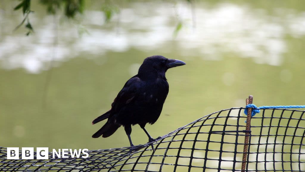 Nottingham hospital staff warned over 'aggressive' crow
