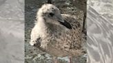 Two seagulls die after being lured onto busy road by children throwing food